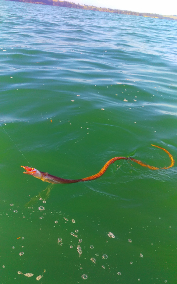 snake eel chris kuhn-602